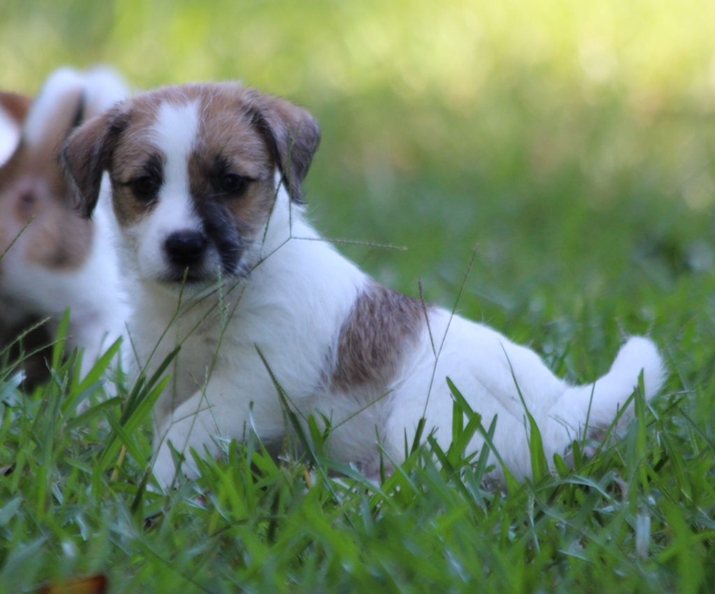 Awww cute wittle puppy